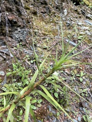 Dracophyllum
