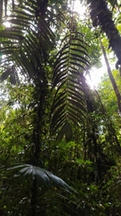 Astrocaryum aculeatum