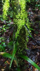 Astrocaryum aculeatum