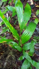 Astrocaryum aculeatum