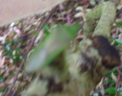 Amblypelta nitida