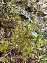 Dracophyllum