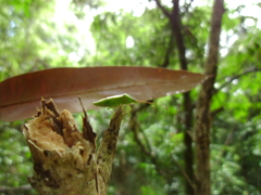 Amblypelta nitida