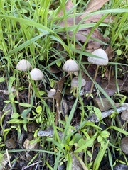 Psathyrella longipes