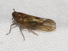 Pareuidella