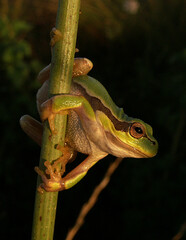 Hyla orientalis