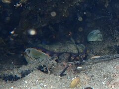 Octopus bimaculoides