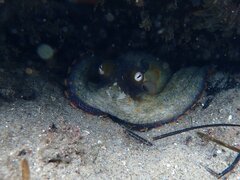 Octopus bimaculoides