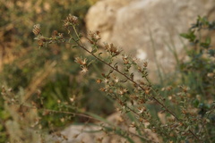 Chiliadenus iphionoides