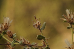 Chiliadenus iphionoides