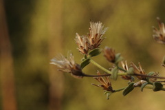 Chiliadenus iphionoides