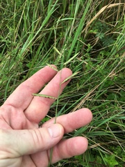 Paspalum denticulatum