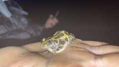 Kassina senegalensis