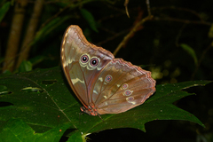 Morpho menelaus