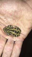 Kassina senegalensis