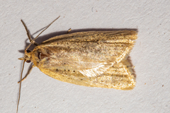 Clepsis leucaniana