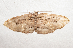 Austrocidaria