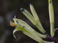 Billbergia amoena