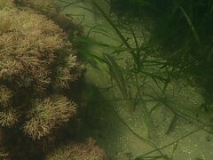 Halichoeres semicinctus