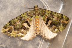 Austrocidaria similata