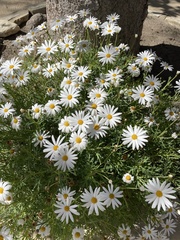 Argyranthemum frutescens