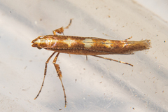 Caloptilia selenitis