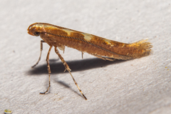 Caloptilia selenitis