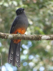 Trogon bairdii