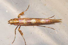 Caloptilia selenitis