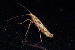 Caloptilia selenitis