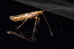 Caloptilia selenitis