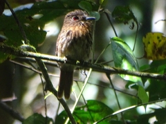 Malacoptila panamensis