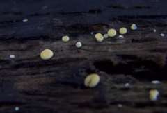 Trichoderma gelatinosum