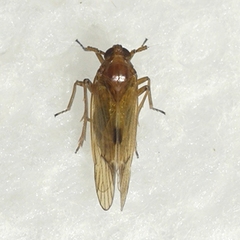 Pareuidella