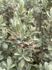 Olearia moschata