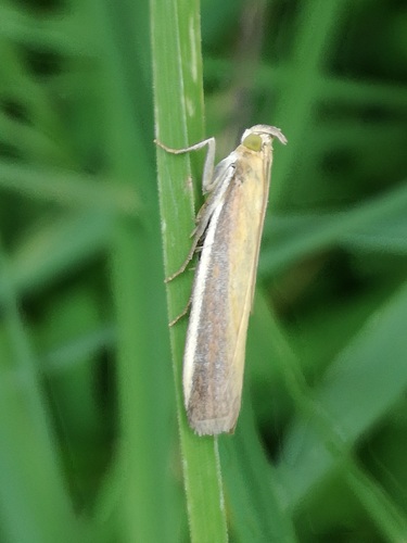 Rosy-striped Knot-horn