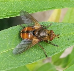 Tachina