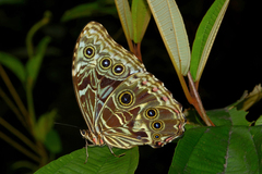 Morpho deidamia