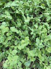 Capsella