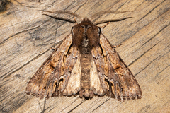 Ichneutica paracausta