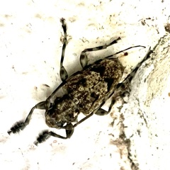 Aegomorphus bivitta