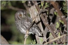 Otus senegalensis