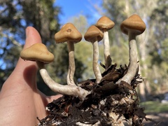 Psilocybe azurescens