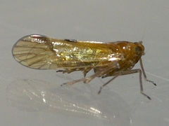 Pareuidella