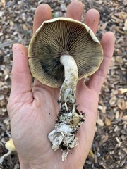 Psilocybe azurescens