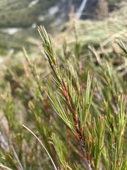 Dracophyllum