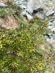 Podocarpus nivalis
