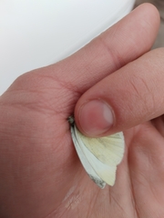 Pieris rapae rapae