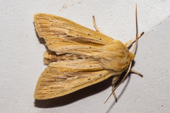Ichneutica semivittata