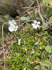 Ourisia caespitosa